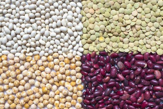 different legume beans