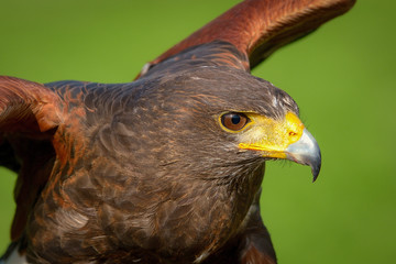 Harris's hawk
