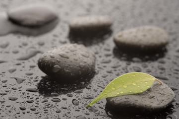 Stones with leaves and water drops, close up
