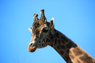 head of giraffe