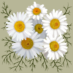 Camomile flower (chamomile) isolated on color background