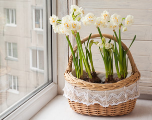 White daffodils in a basket.