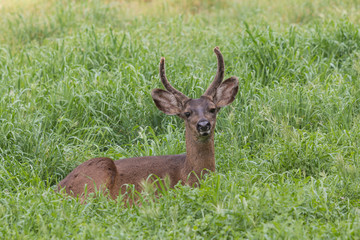 Bedded Blacktail Deer Buck