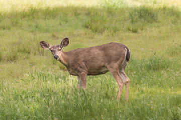 Blacktail Deer Doe