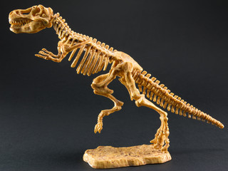 dinosaur Tyrannosaurus T Rex skeleton on black background