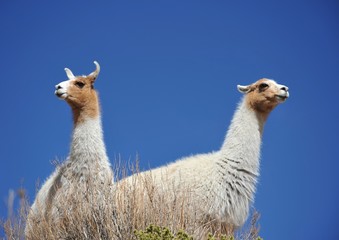 Fototapeta premium Lamas