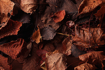 texture fallen leaves autumn macro