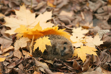 hedgehog autumn leaves forest