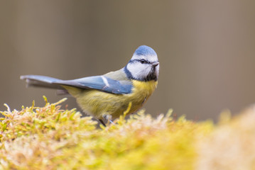 Eurasian blue tit