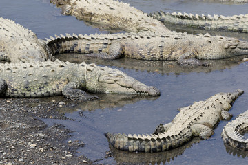 Spitzkrokodile am Rio Tarcoles in Costa Rica