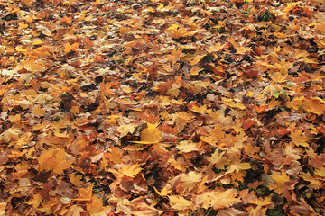 texture of yellow leaves on the ground park maples