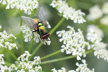 Green Bottle Fly on White Flowers