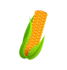 Corn, Vector Illustration