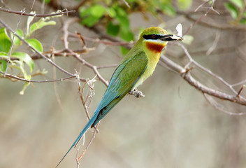 Blue tailed bee eater with prey