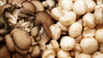 oyster mushrooms and champignons