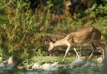 Cheetal deer near a water hole © Dr Ajay Kumar Singh