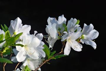 Fototapeta na wymiar Rhododendron schlippenbachii (Royal Azalea)