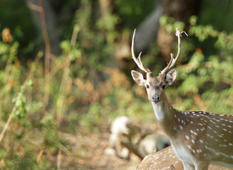 Closeup of Cheetal deer © Dr Ajay Kumar Singh