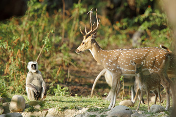 Cheetal deer and grey langur