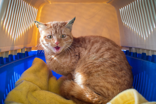 Ver&auml;ngstigte Katze