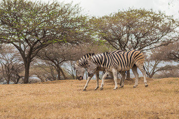 Obraz premium Playful Zebras
