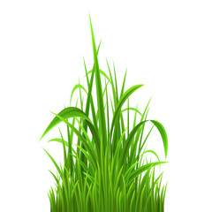 Bush of green grass on white, vector illustration