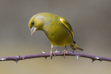 Greenfinch, Carduelis chloris, perched on a branch. Spain