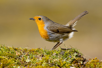 Robin, Erithacus rubecula,  perched in boil it the garden. Spain