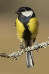 Naklejka premium Tit, ( Parus major ) perched on a branch in the sun