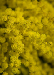 Yellow mimosa