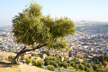 Fototapeta na wymiar from high in the village morocco tree
