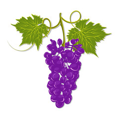 Hand-drawing grapes with leaves vector