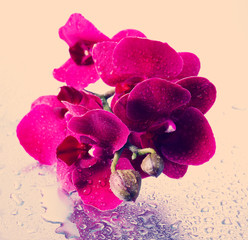 Obraz premium Beautiful orchid on light background