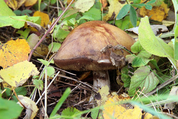 boletus