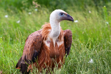 Fototapeta na wymiar bird vulture.