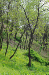 Fototapeta premium 풍경이미지