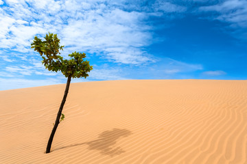 green tree, desert