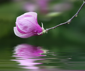blossoming magnolia flowers © misu