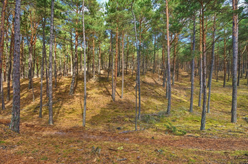 Obraz premium Coniferous forest