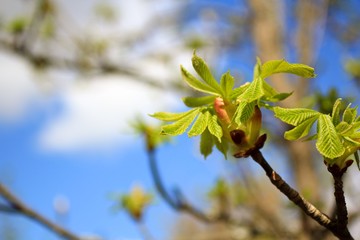 Young Chestnut Leaves on Branch