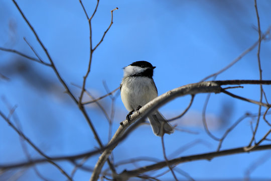 M&eacute;sange &agrave; t&ecirc;te noire