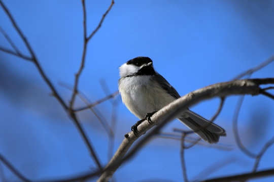 M&eacute;sange &agrave; t&ecirc;te noire