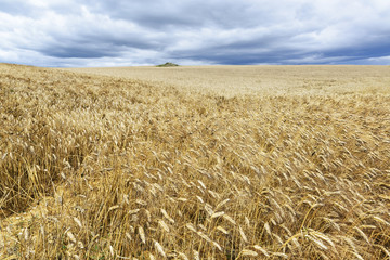 Beautiful wheat field