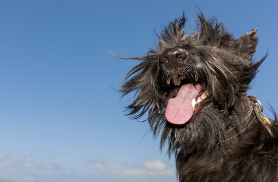 Portrait of lucky black scottish terrier