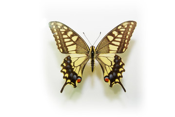 Fototapeta premium 동물이미지