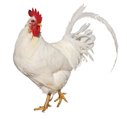 Chicken isolated on a white background