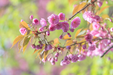 Fototapeta premium sakura