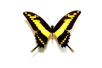 Fototapeta premium 동물이미지