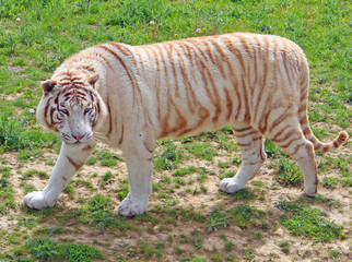 Parc des félins, tigre blanc