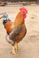 Colorful Rooster.